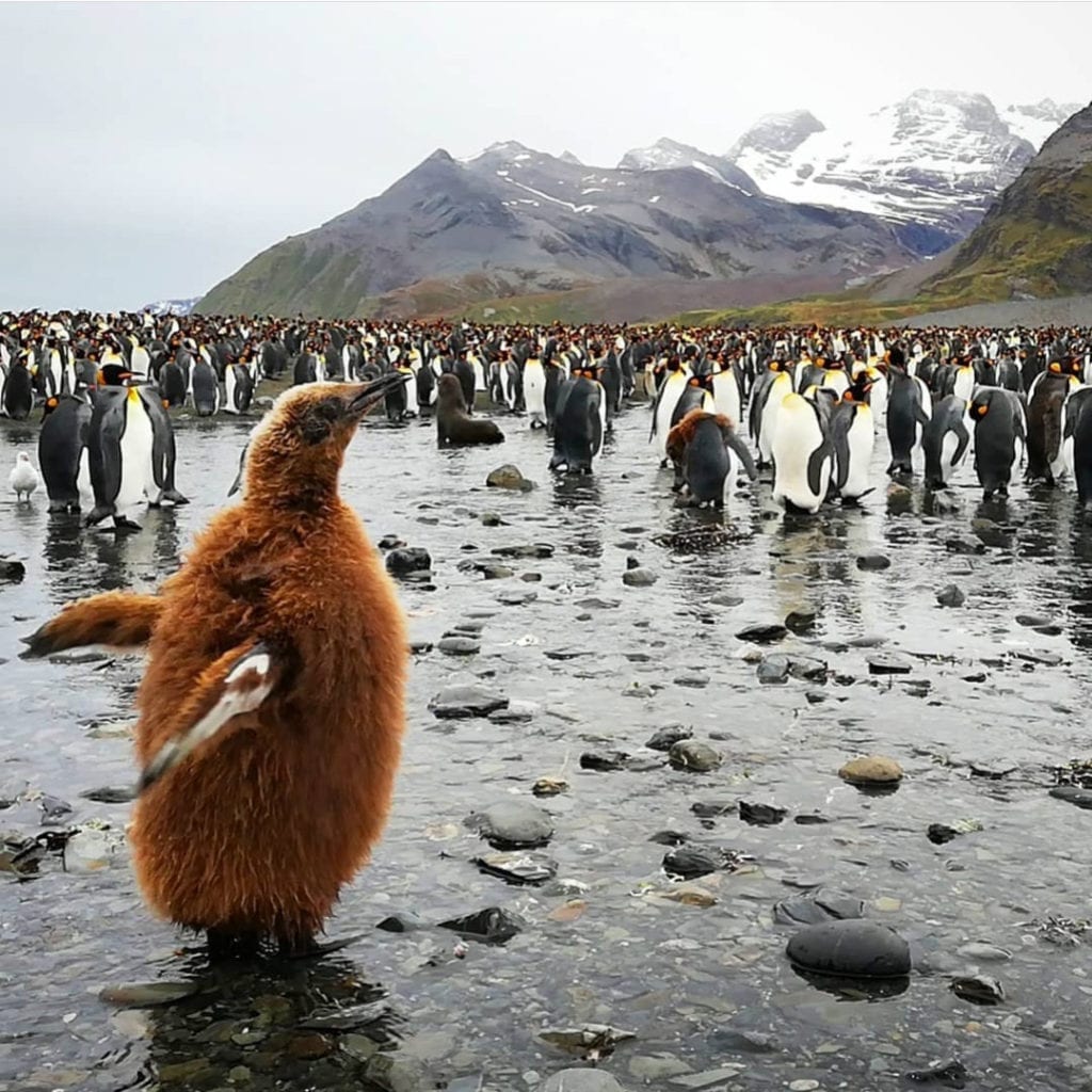 baby-penguin-molting