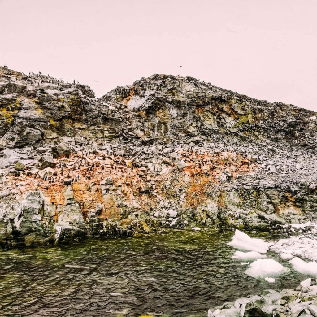 Penguins-Molting-Hydruga-Rocks