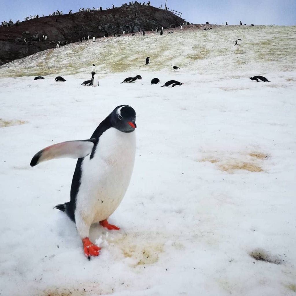 antarctica-penguin