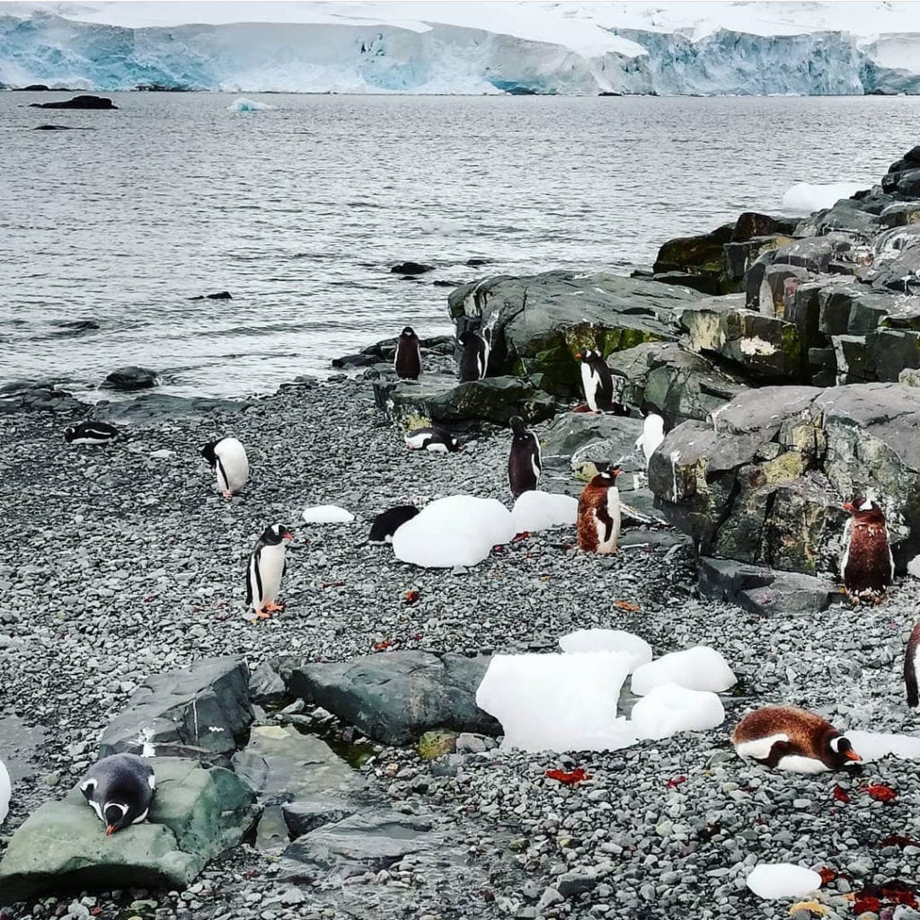 antarctica-penguins-colony