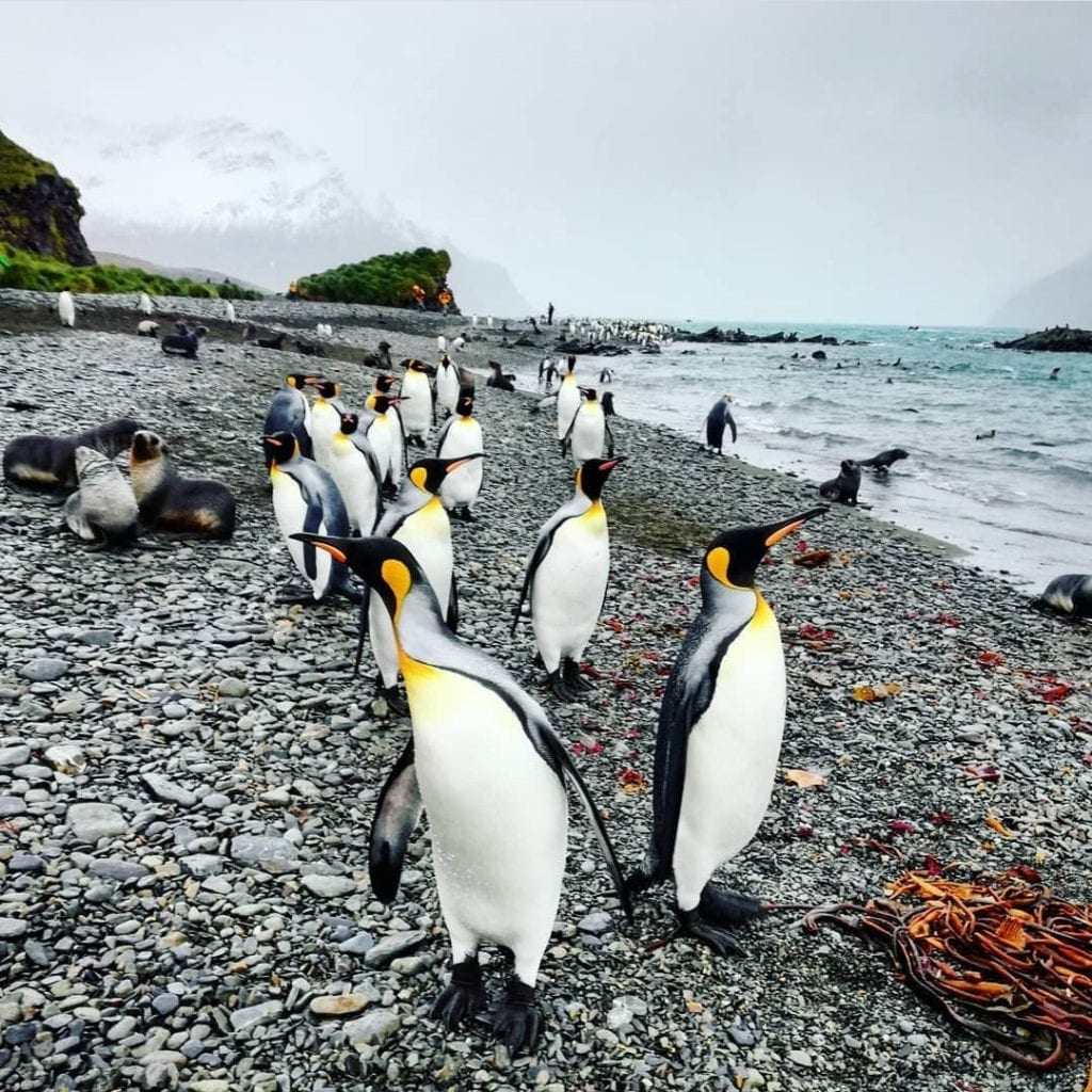 fortuna-bay-penguins