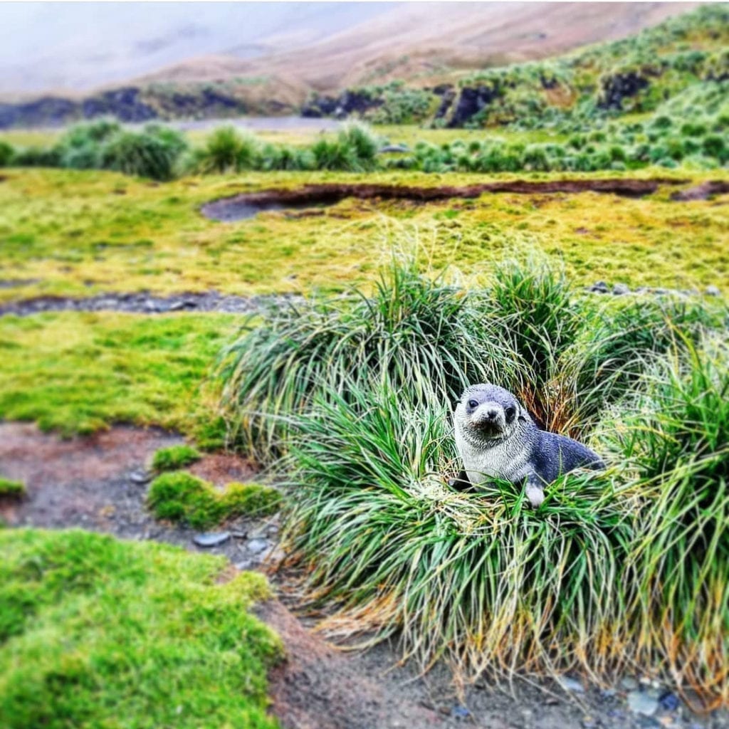 fur-seal-resting