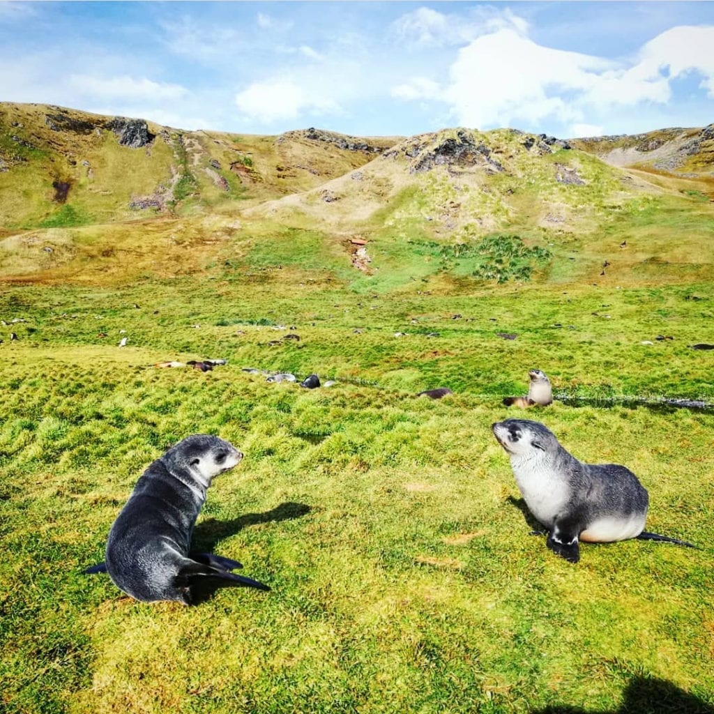 fur-seals-playing