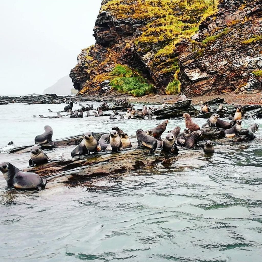 fur-seals-playing-in-water
