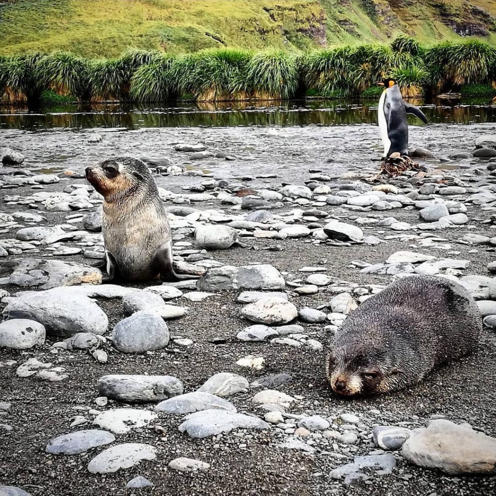 fur-seals-sleeping