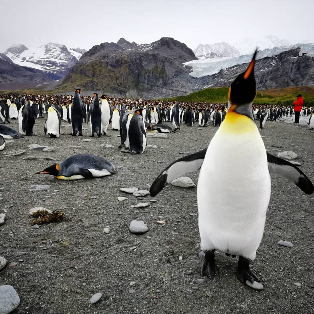 king-penguins