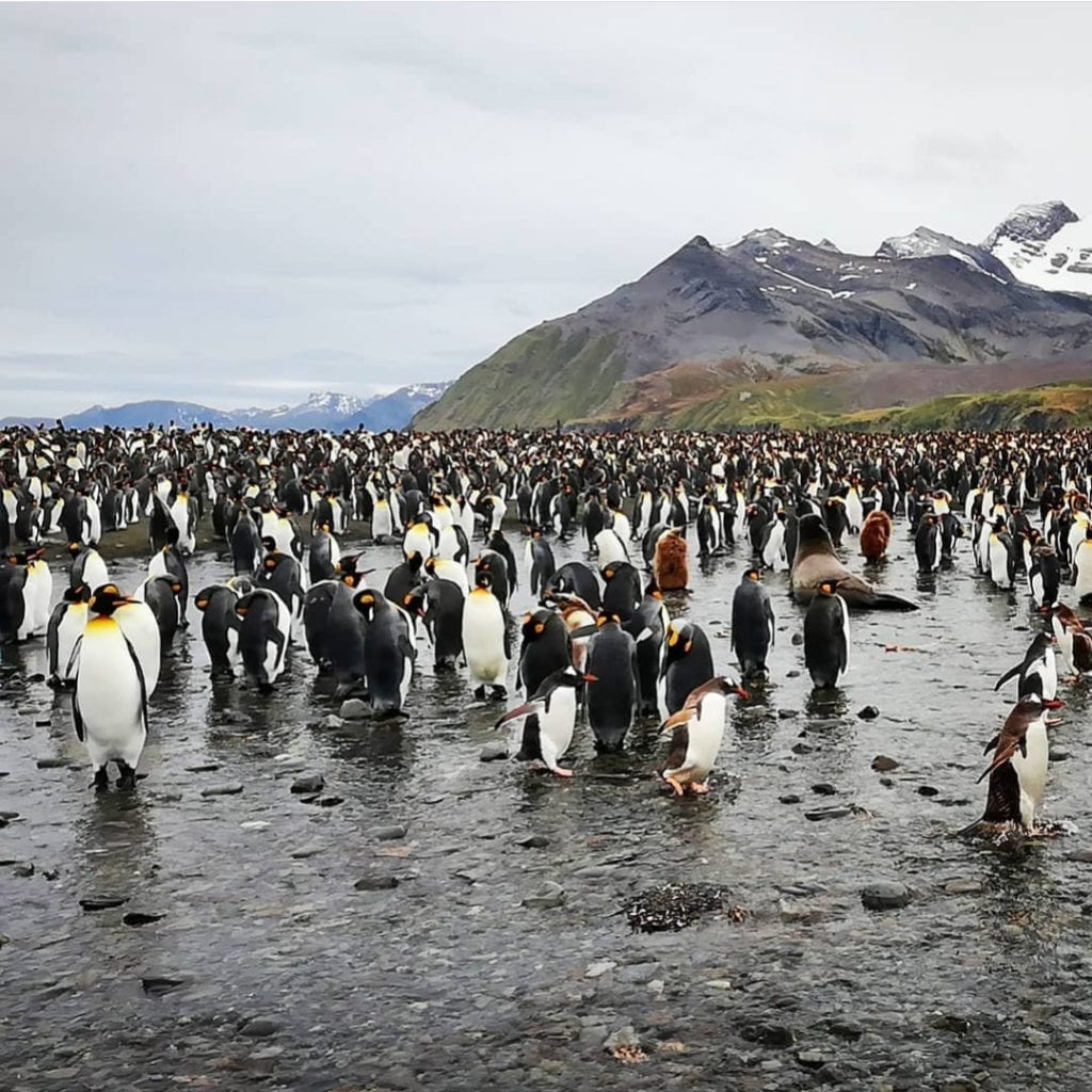 penguin-colony-south-georgia