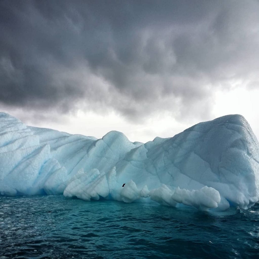 penguin-in-antarctica