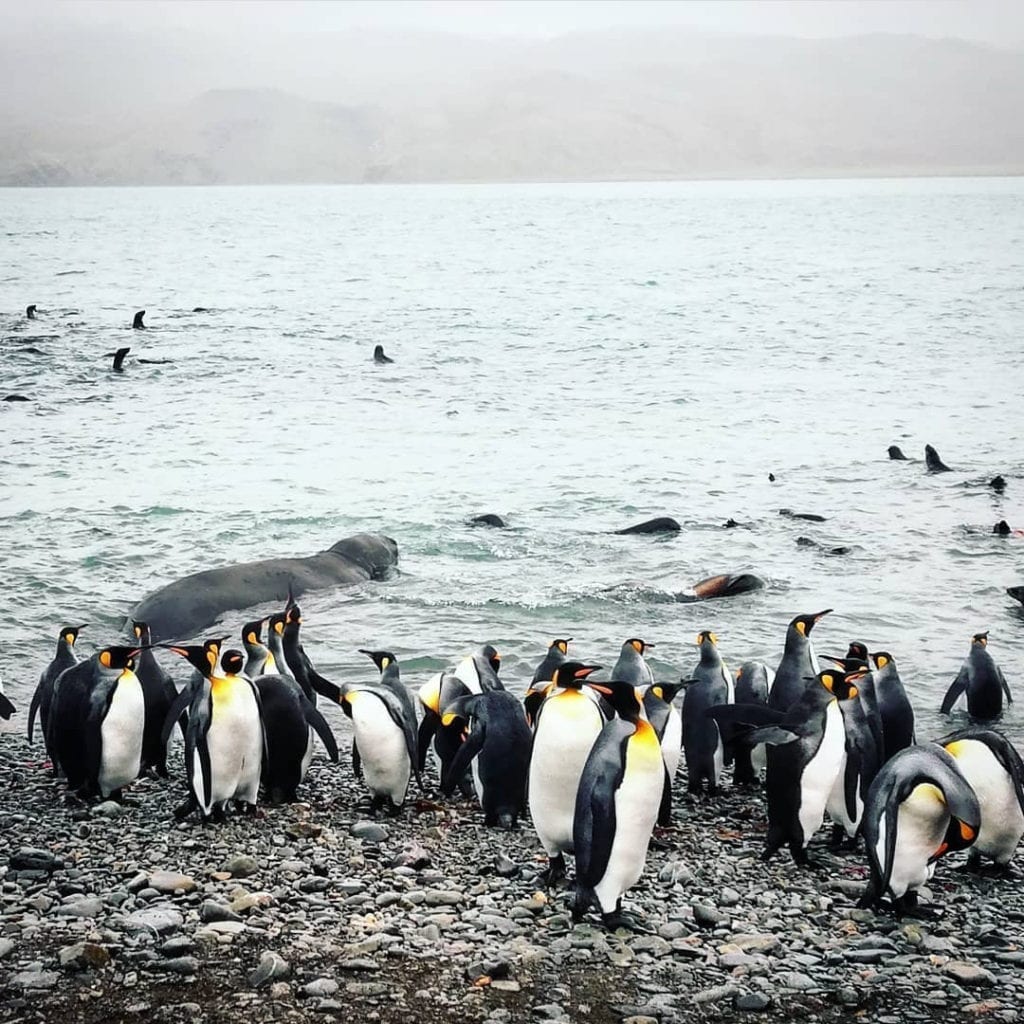 penguins-seals-coexist