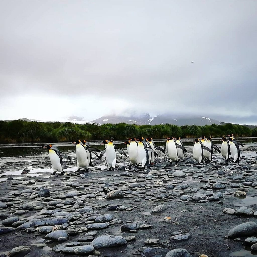 salisbury-plain-penguin