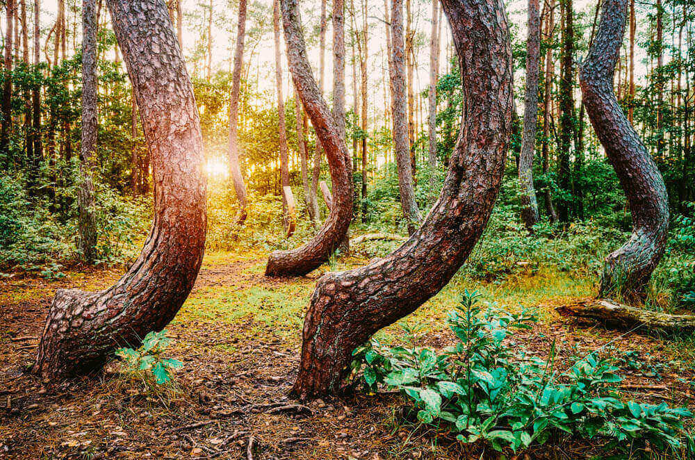 famous-crooked-forest