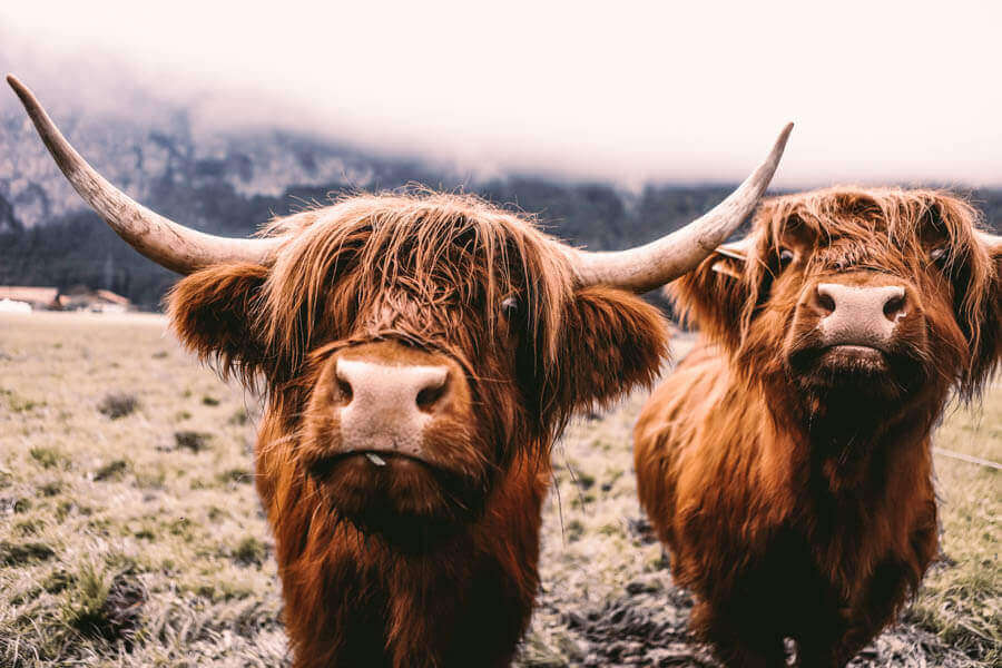 famous-highland-cows