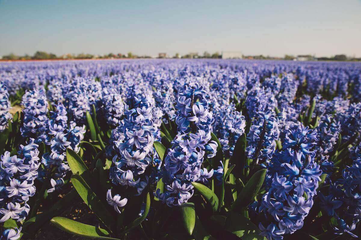 30 Dutch Things The Netherlands Is Famous And Known For