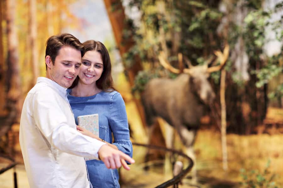 tourists-moose-watching
