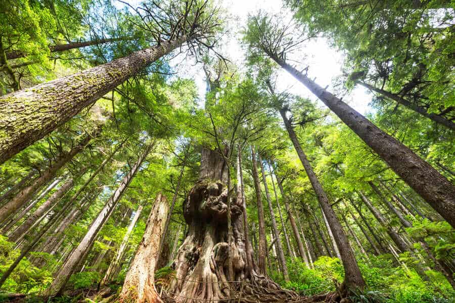 forest-in-vancouver