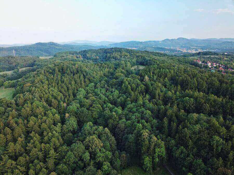 beautiful-primeval-forest
