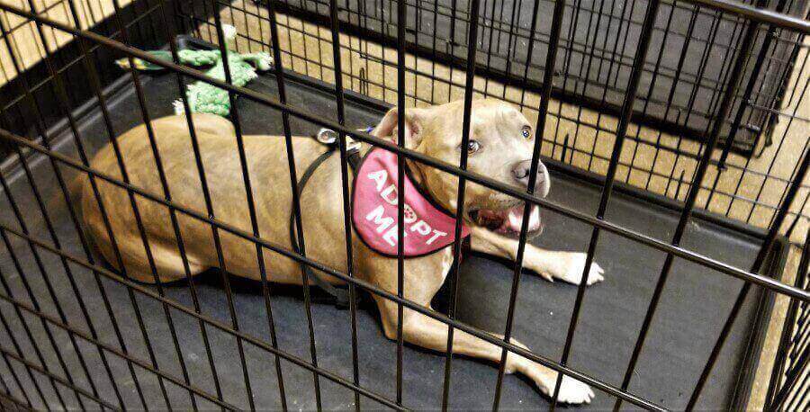 edinburgh-adopt-a-dog