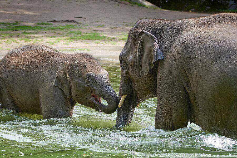 elephants-in-edinburgh