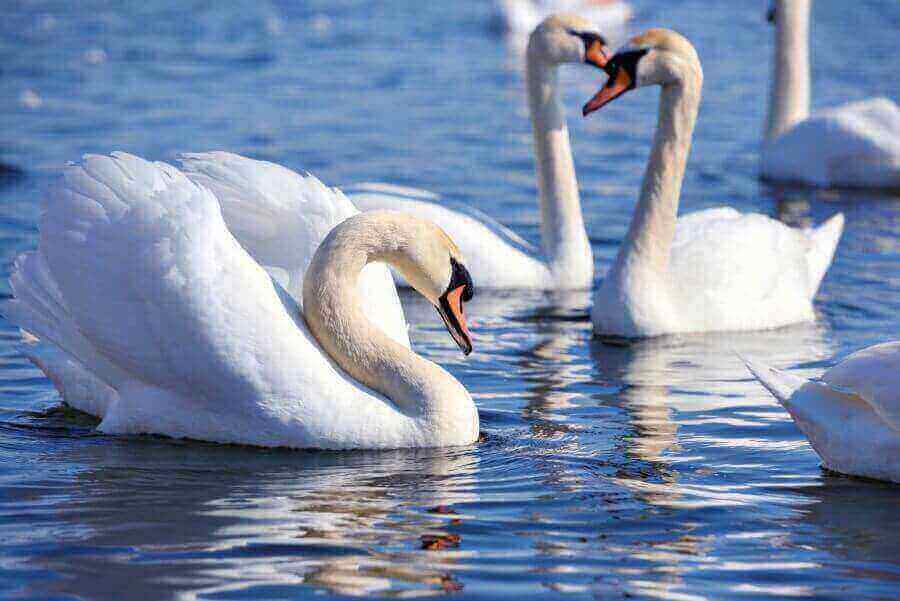 denmark-mute-swan