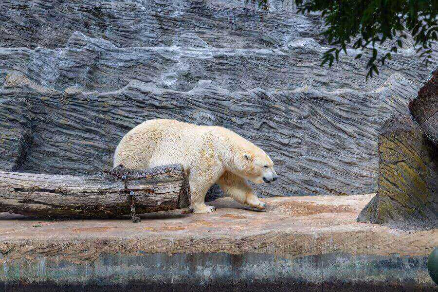 popular-prague-zoo