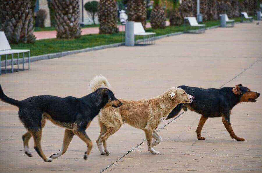 stray-dogs-in-moscow