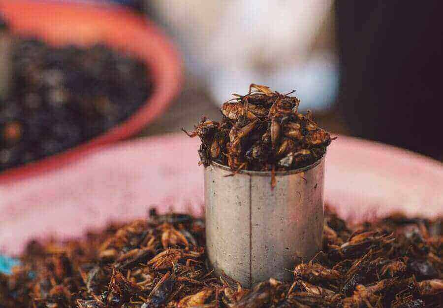 cambodian-insect-eating