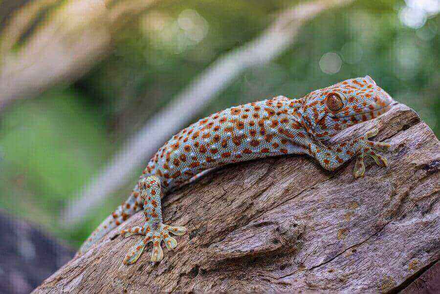 geckos-can-perdict-marriage