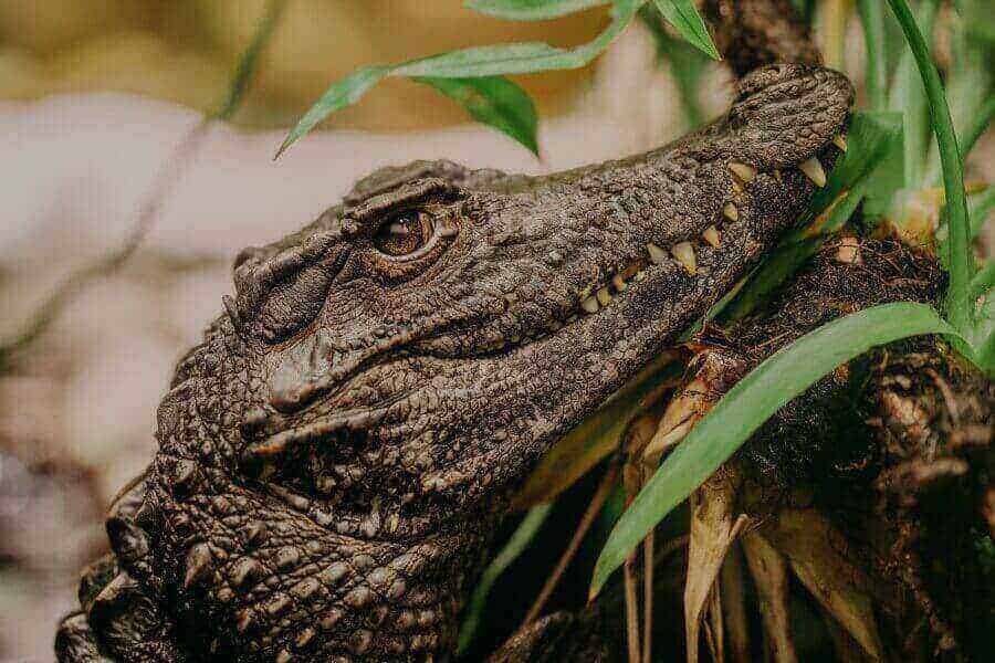 rare-animal-species