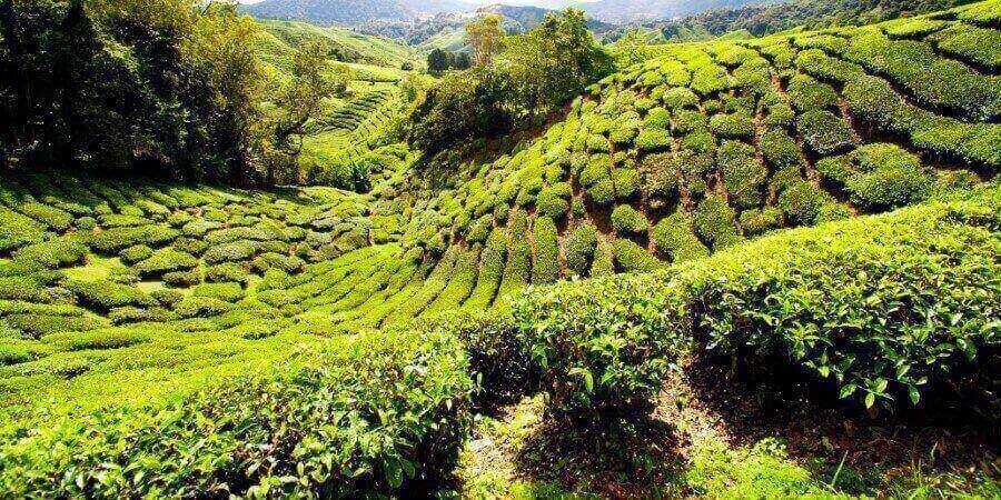 stunning-cameron-highlands