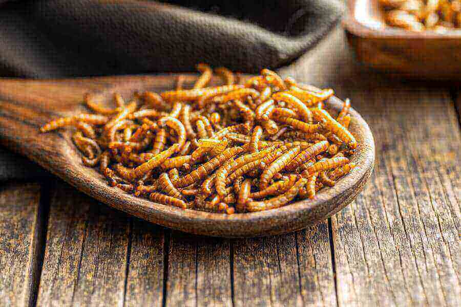 exotic-food-caterpillar