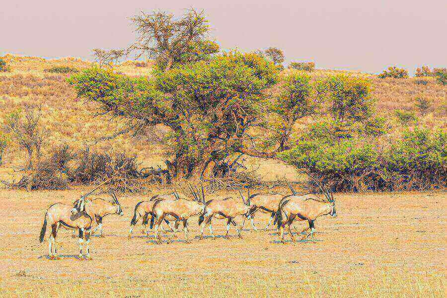 desert-botswana
