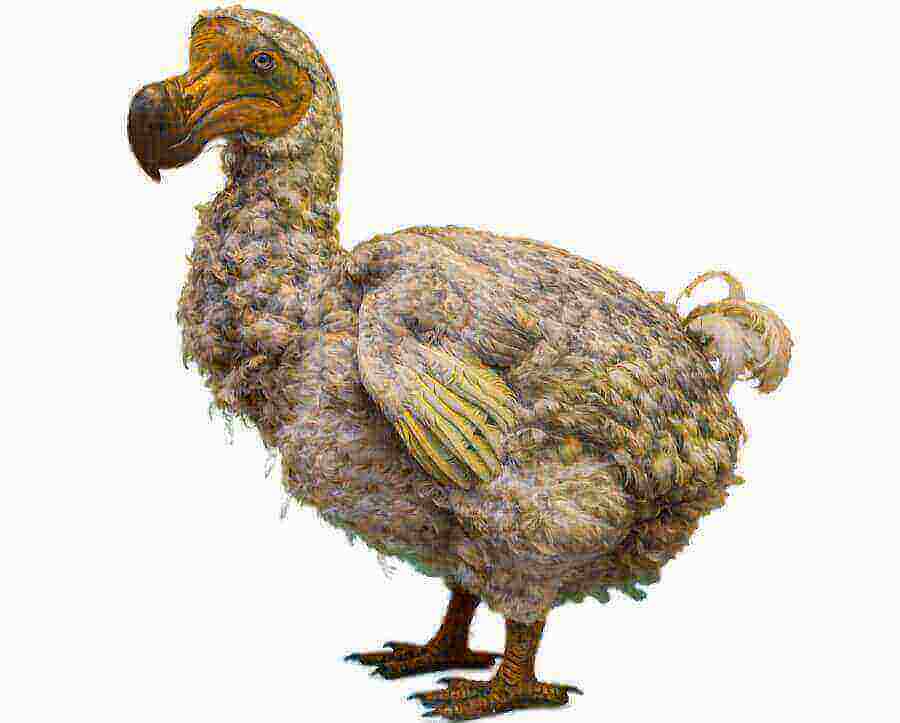 dodo-in-mauritius