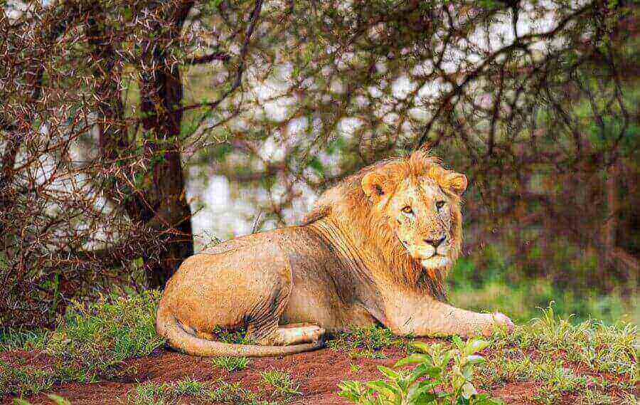 east-african-lion
