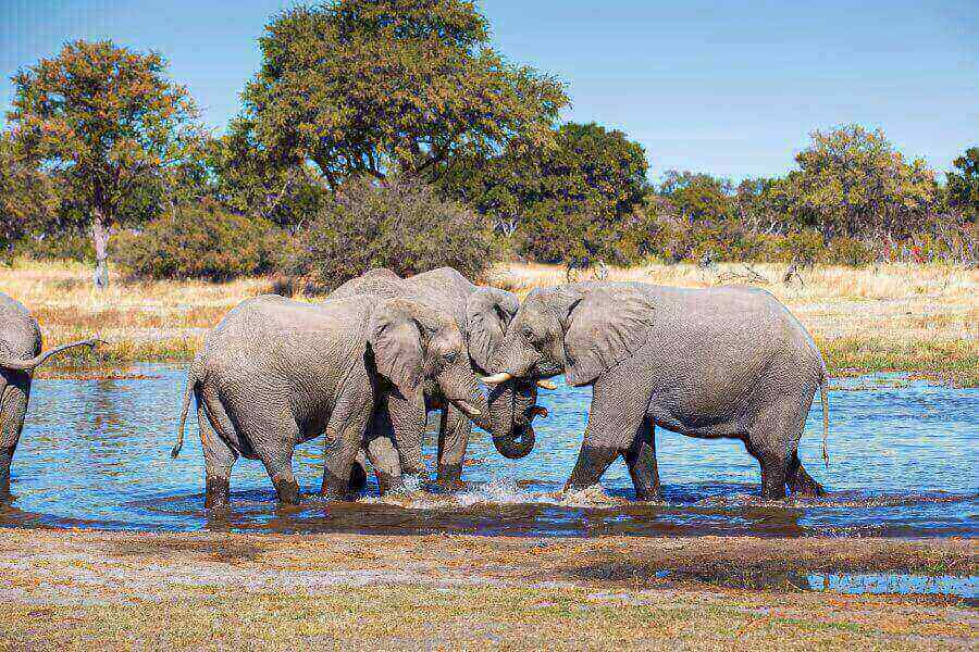 elephants-in-botswana