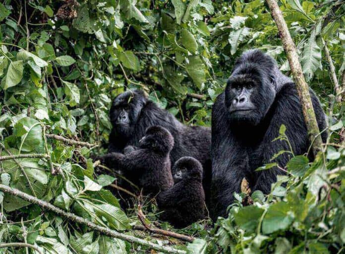 20 Interesting And Fun Facts About Rwanda [Explained]