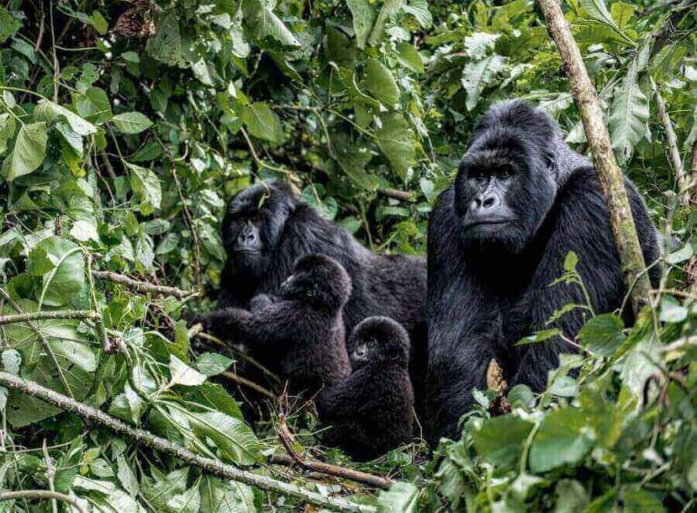 20 Interesting And Fun Facts About Rwanda [Explained]
