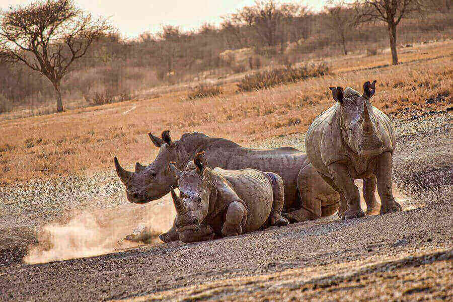 khama-rhino-sanctuary