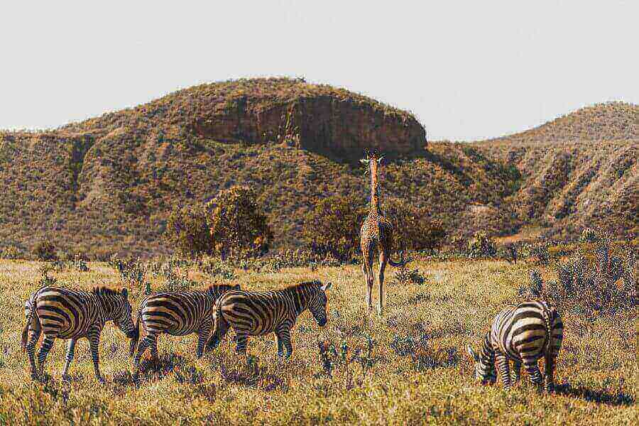 national-parks-kenya