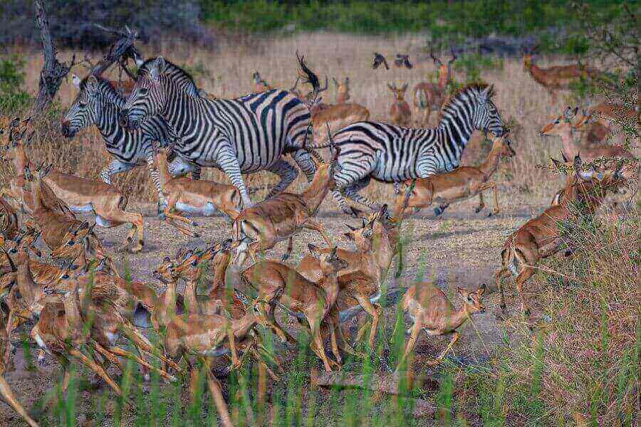 protecting-wildlife-ghana