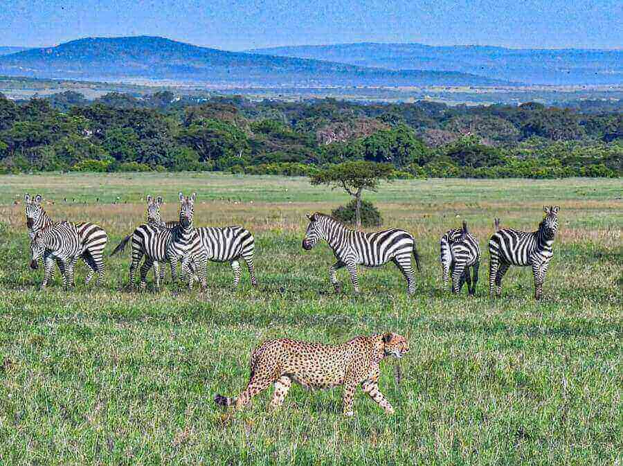 top-destinations-for-safari
