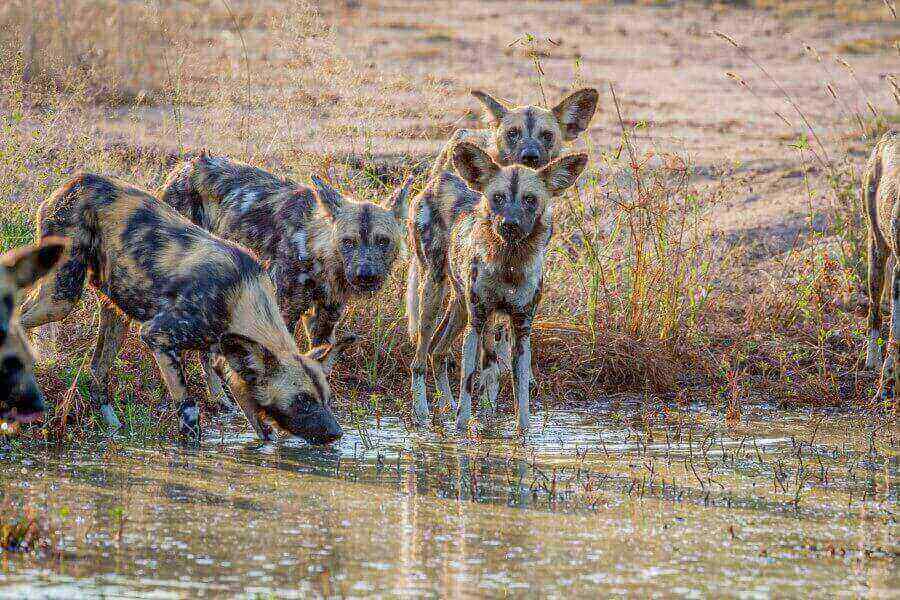 wild-dogs-zambia