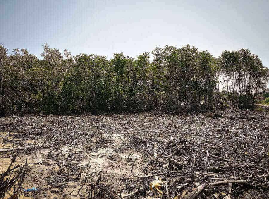 deforestation-paraguay