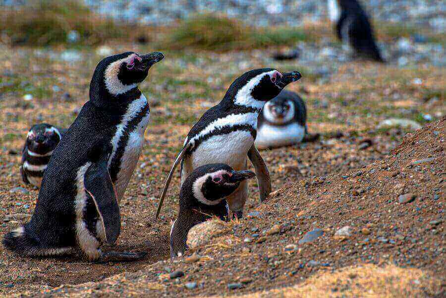 magellanic-penguins