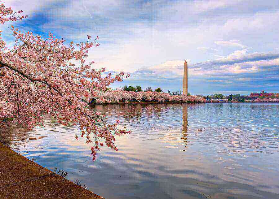 cherry-blossom-festival