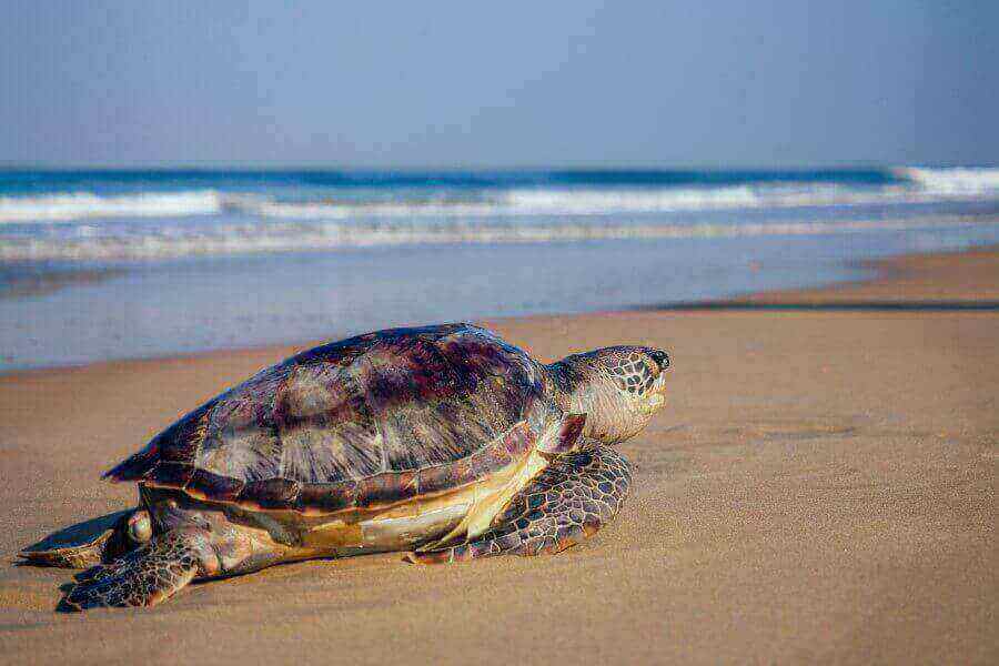 species-of-nesting-turtles
